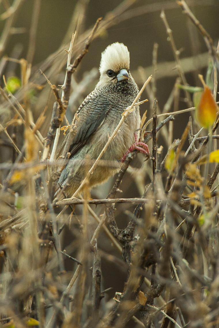 White-headed Mousebird