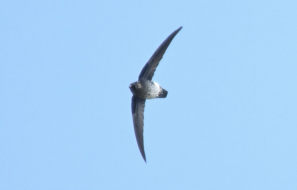 Plume-toed Swiftlet