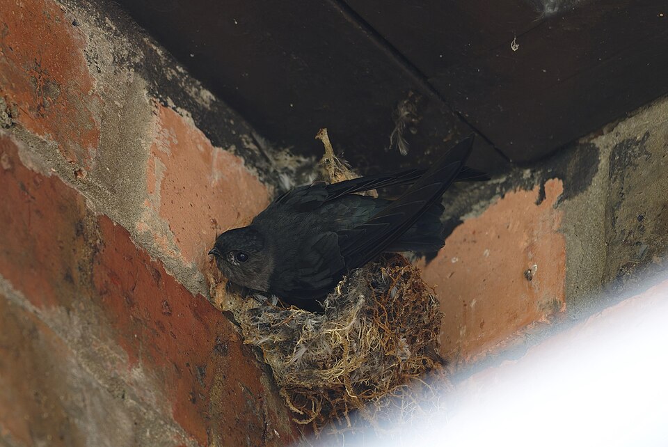 Bornean Swiftlet