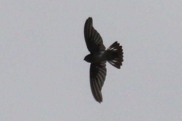 Tenggara Swiftlet