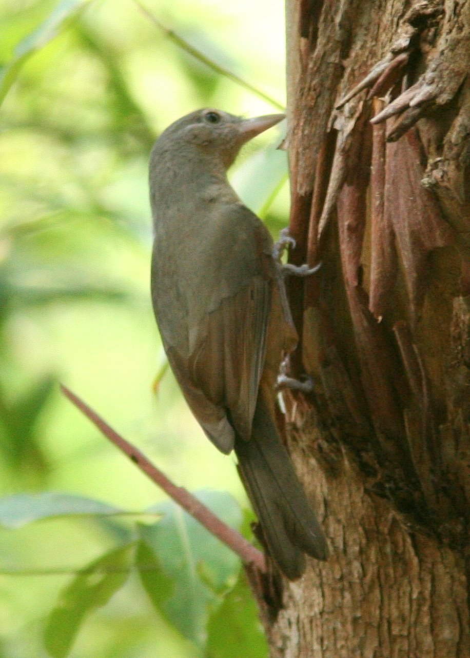 Waigeo Shrikethrush