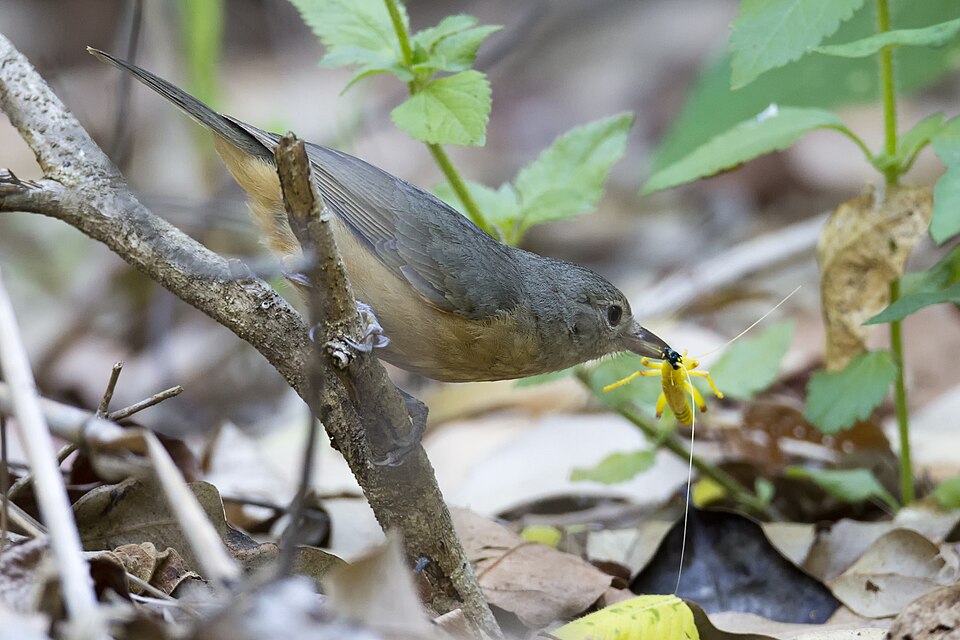 Bower's Shrikethrush