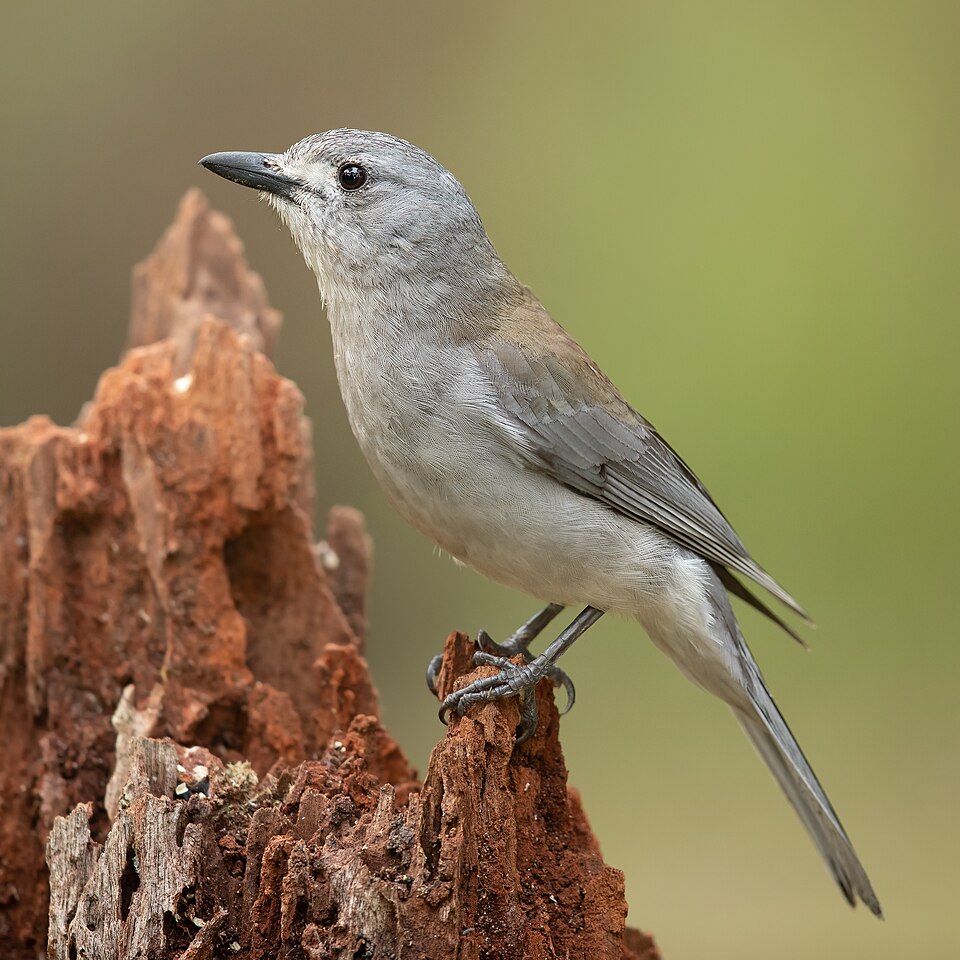 Grey Shrikethrush