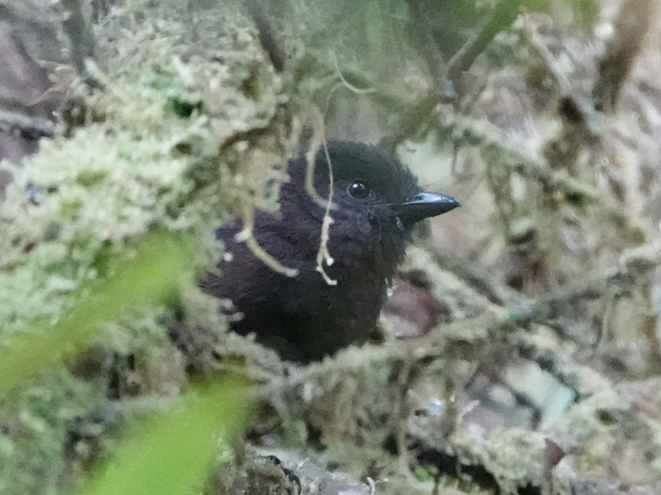 Sooty Shrikethrush
