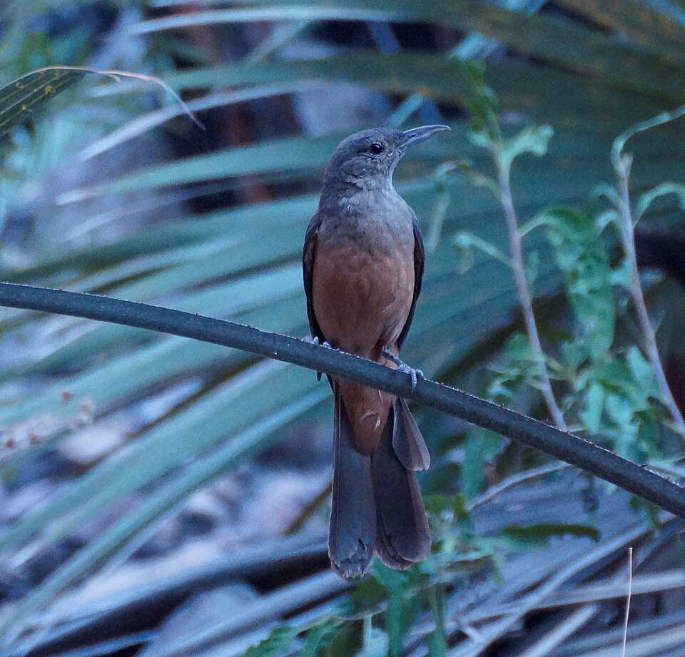 Sandstone Shrikethrush