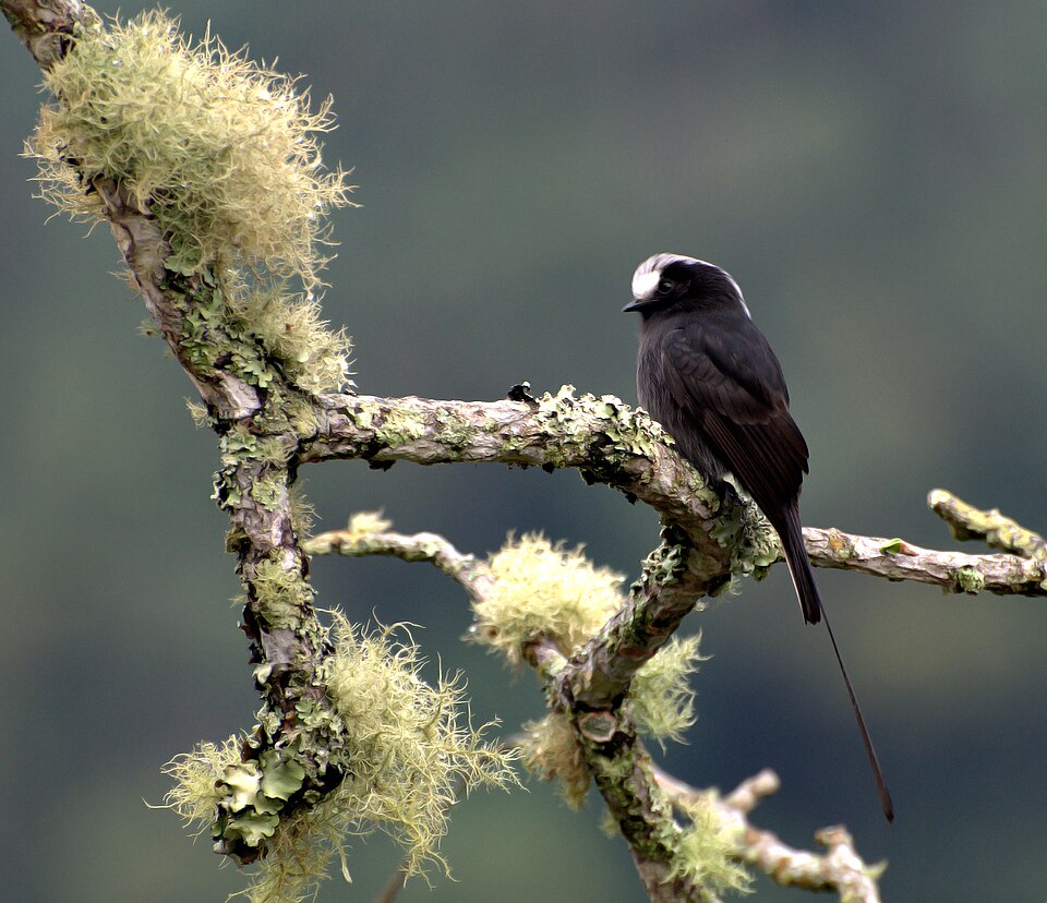 Long-tailed Tyrant