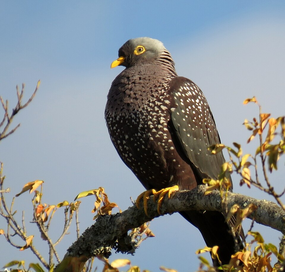 African Olive Pigeon