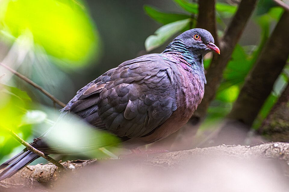 Bolle's Pigeon