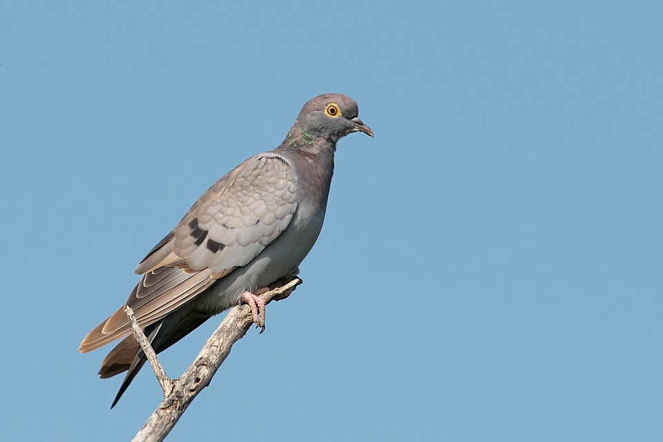 Yellow-eyed Pigeon