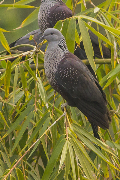 Speckled Wood Pigeon