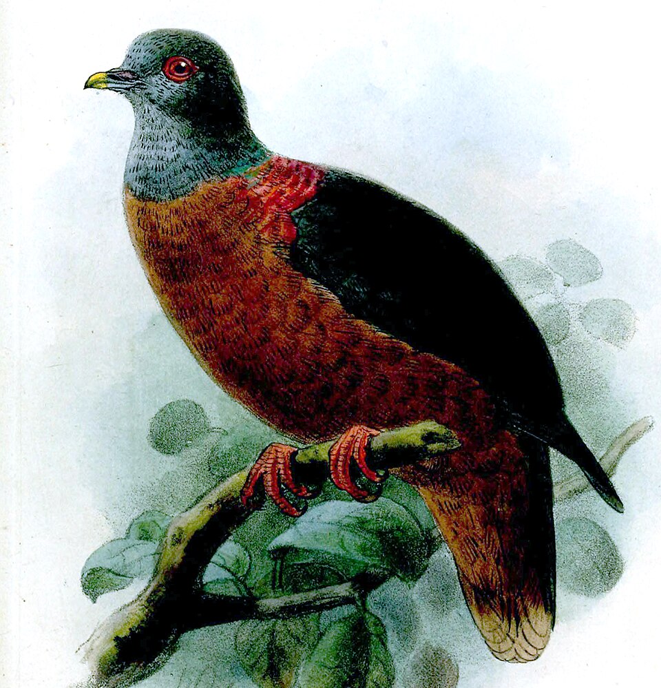 Western Bronze-naped Pigeon