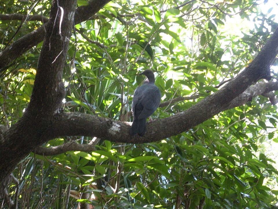 Japanese Wood Pigeon