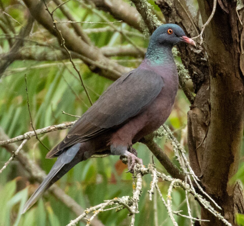 Laurel Pigeon