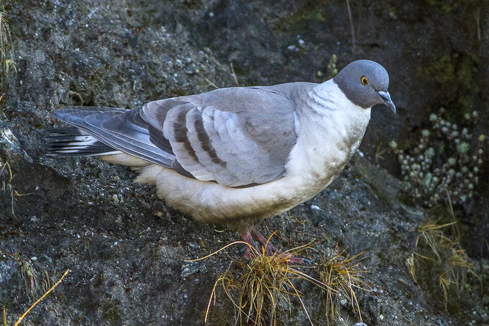 Snow Pigeon