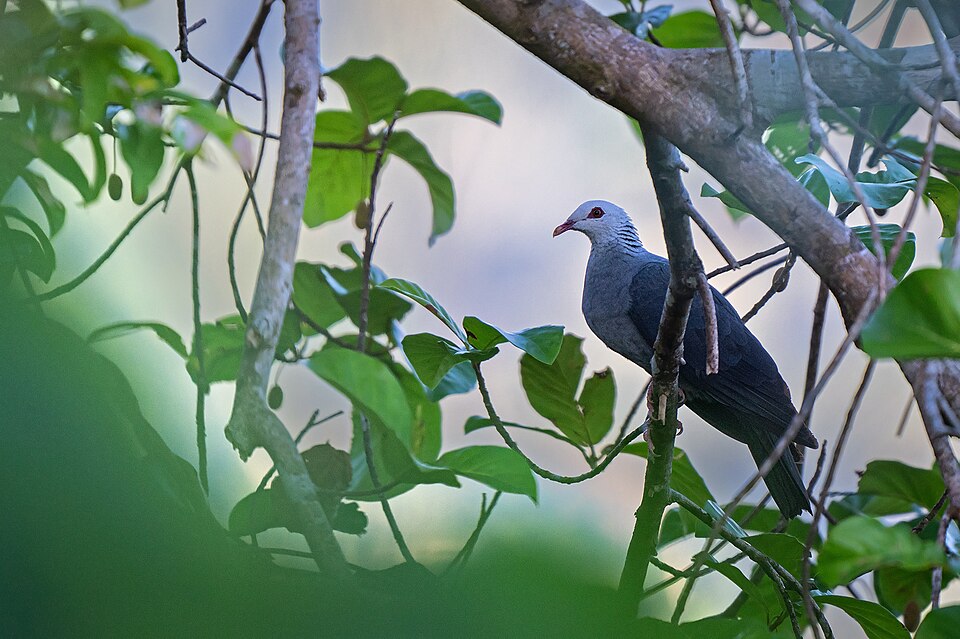Andaman Wood Pigeon