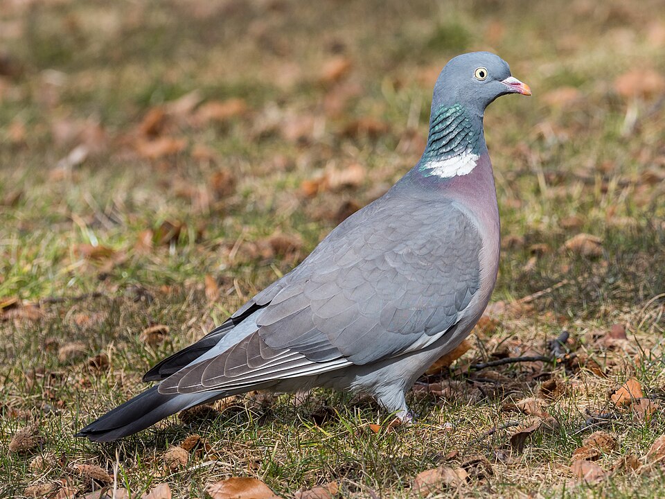 Common Wood Pigeon