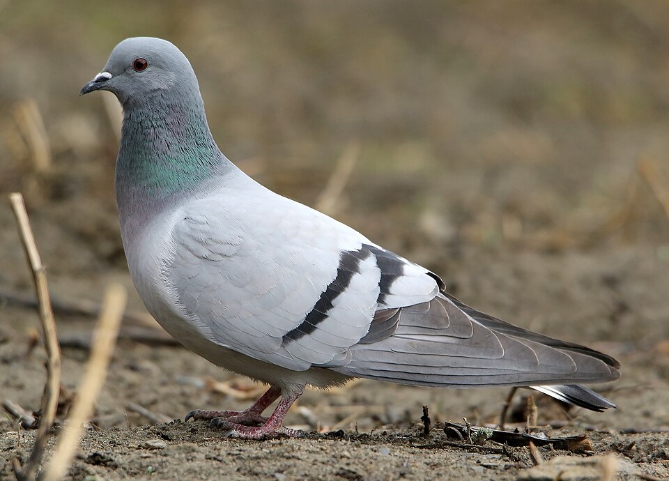 Hill Pigeon