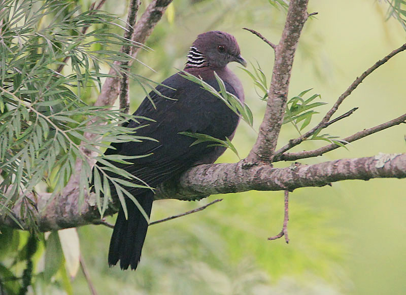 Sri Lanka Wood Pigeon