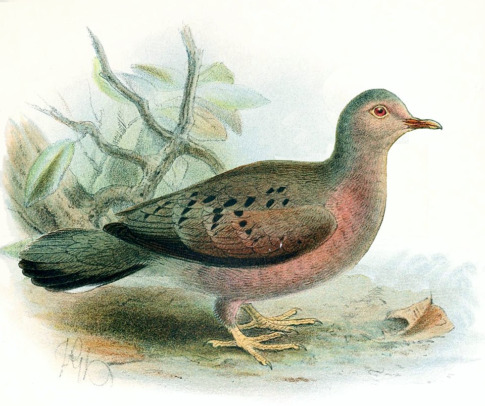 Ecuadorian Ground Dove