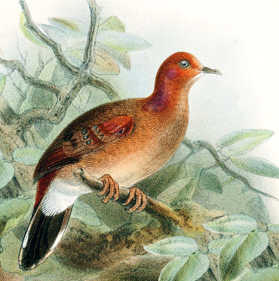 Blue-eyed Ground Dove