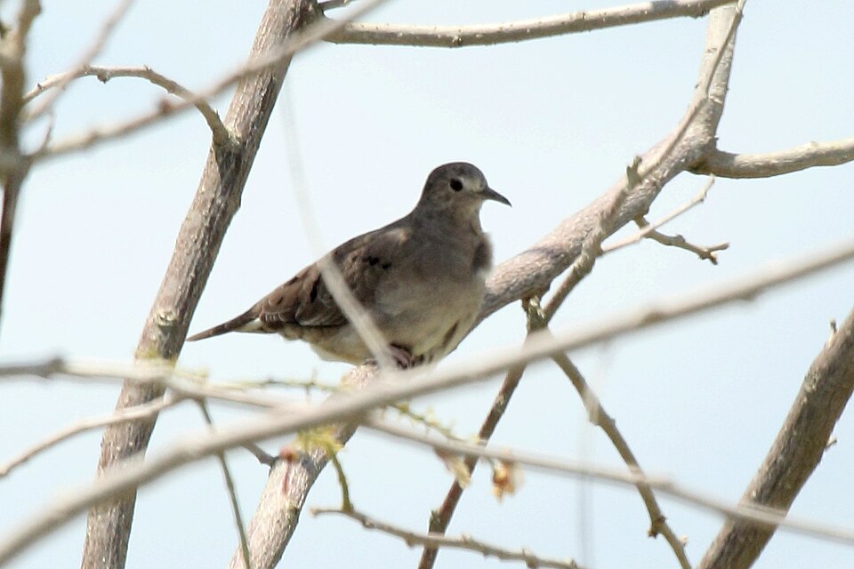 Plain-breasted Ground Dove