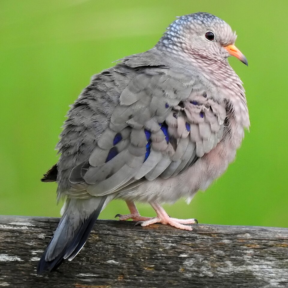 Common Ground Dove