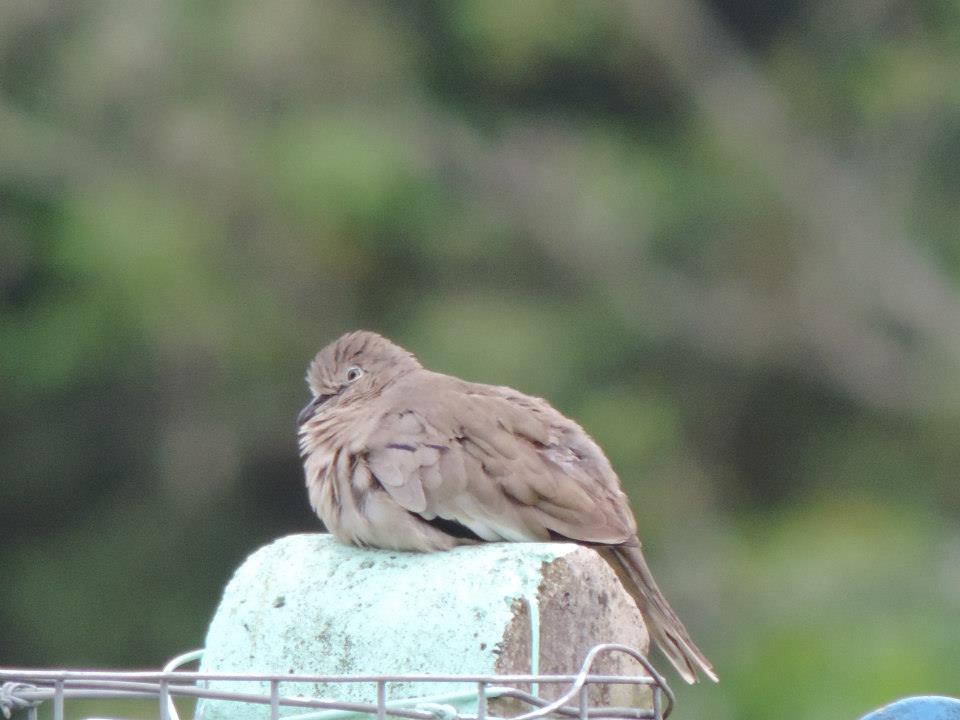 Picui Ground Dove