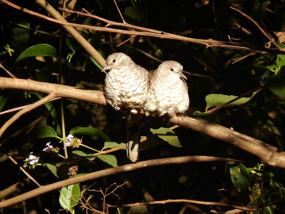 Scaled Dove