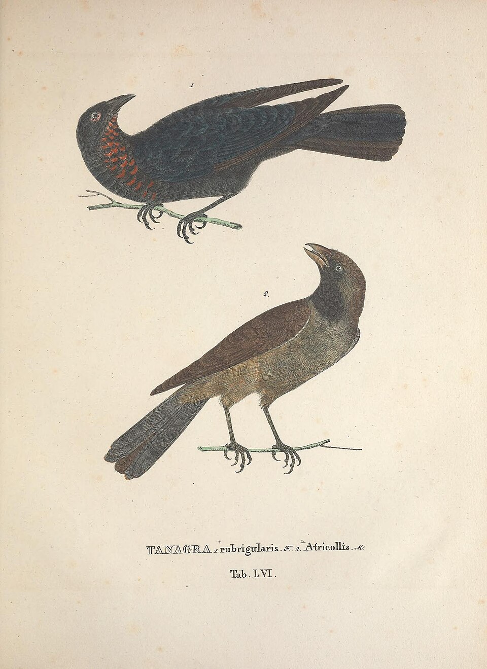 Scarlet-throated Tanager