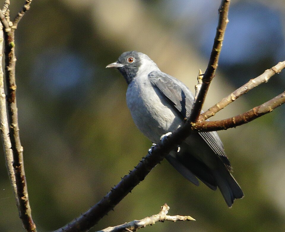 Black-faced Cotinga