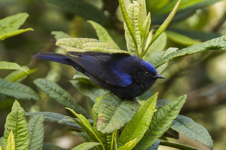 Capped Conebill