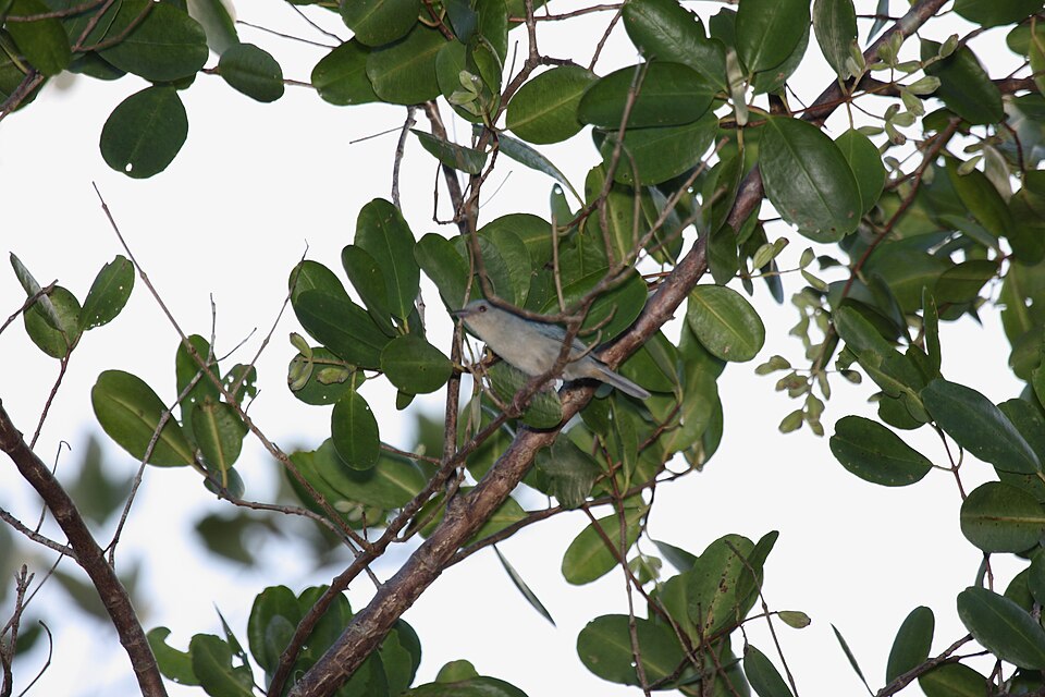 Bicolored Conebill