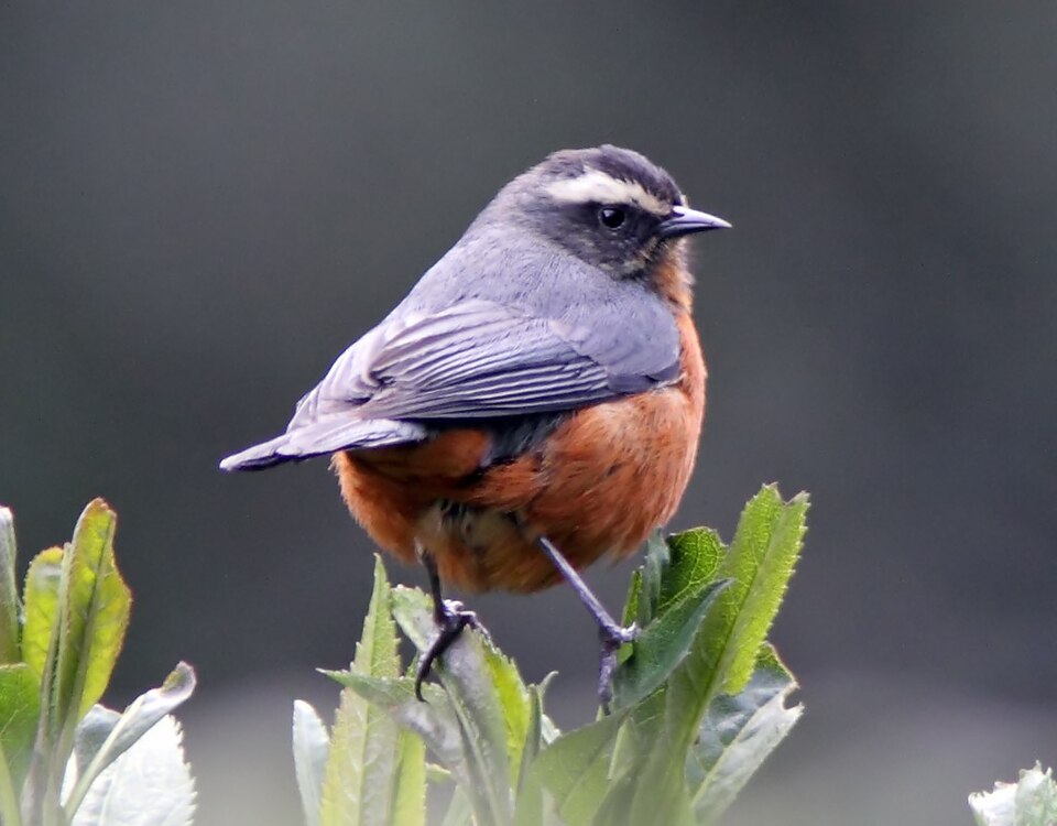 White-browed Conebill
