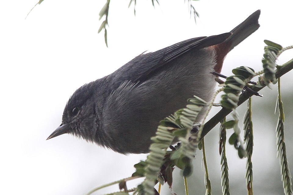 Chestnut-vented Conebill