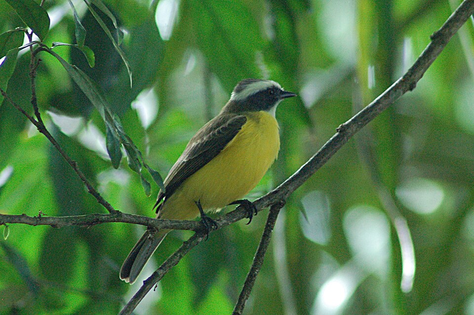 White-ringed Flycatcher