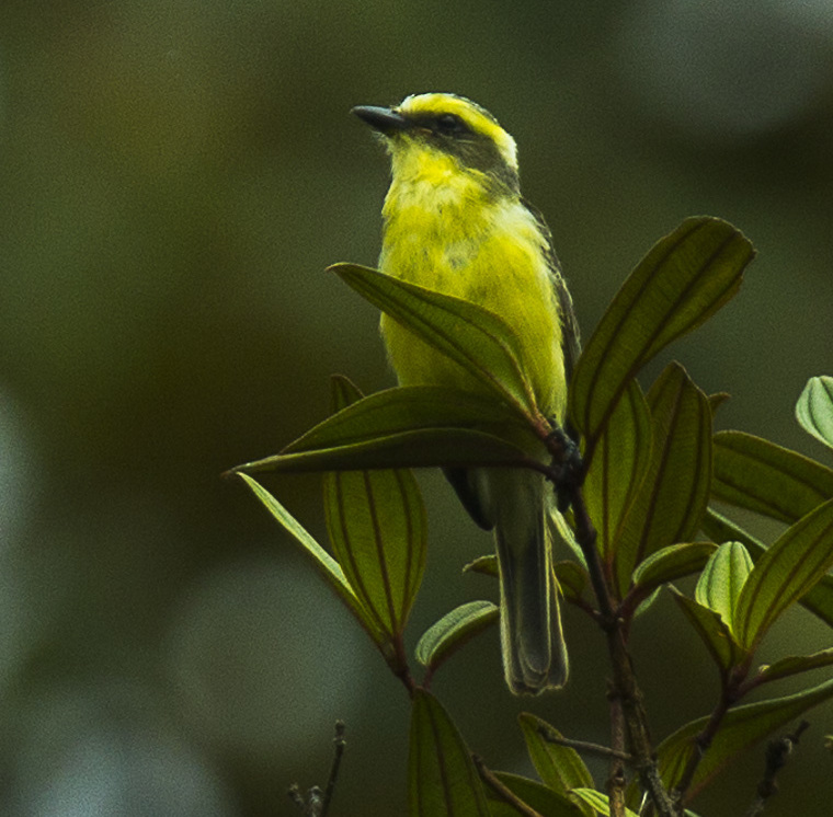 Lemon-browed Flycatcher