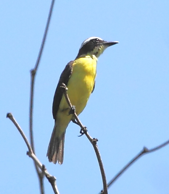 Yellow-throated Flycatcher