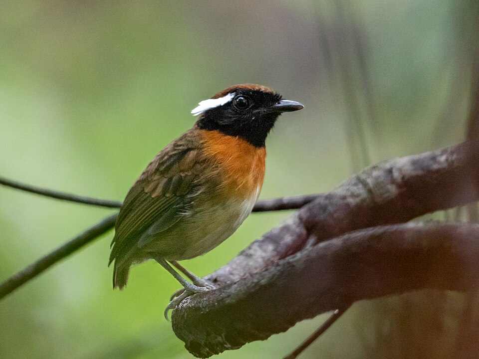 Chestnut-belted Gnateater