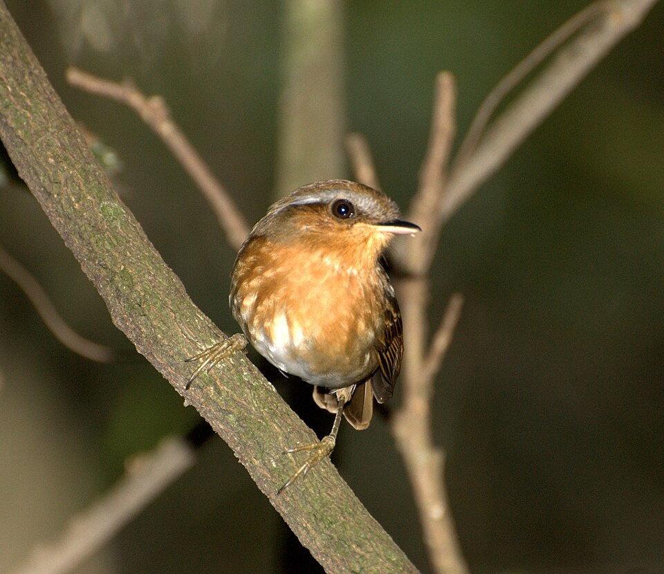 Rufous Gnateater