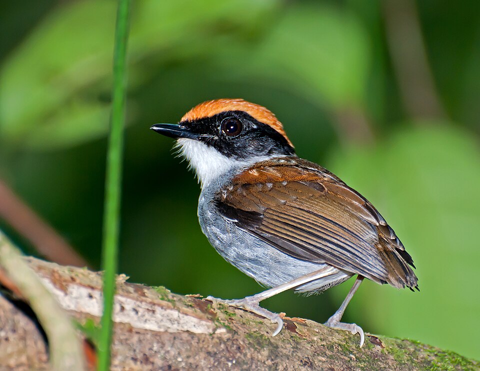 Black-cheeked Gnateater