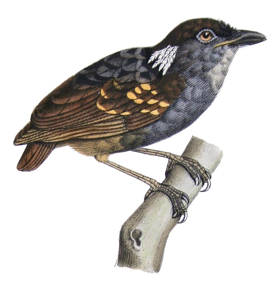 Ash-throated Gnateater