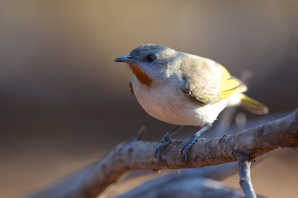 Rufous-throated Honeyeater