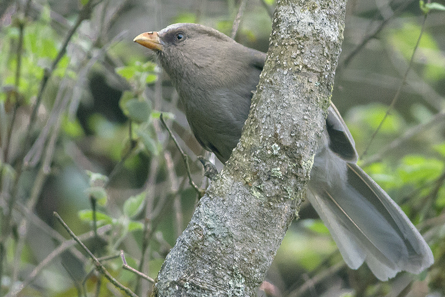 Great Parrotbill