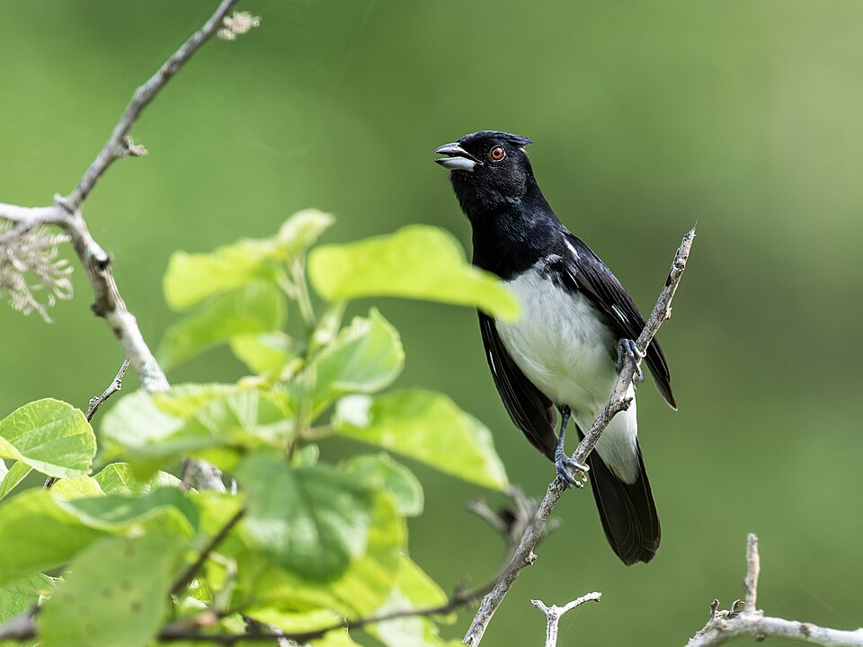 Black-and-white Tanager