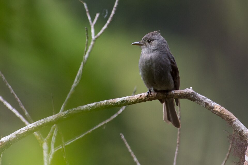Smoke-colored Pewee
