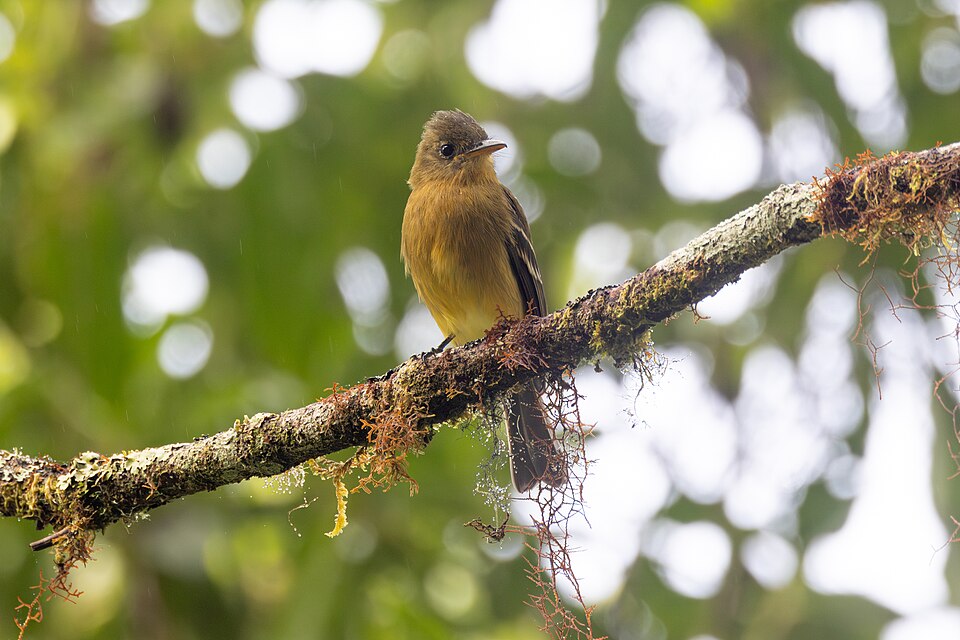 Ochraceous Pewee