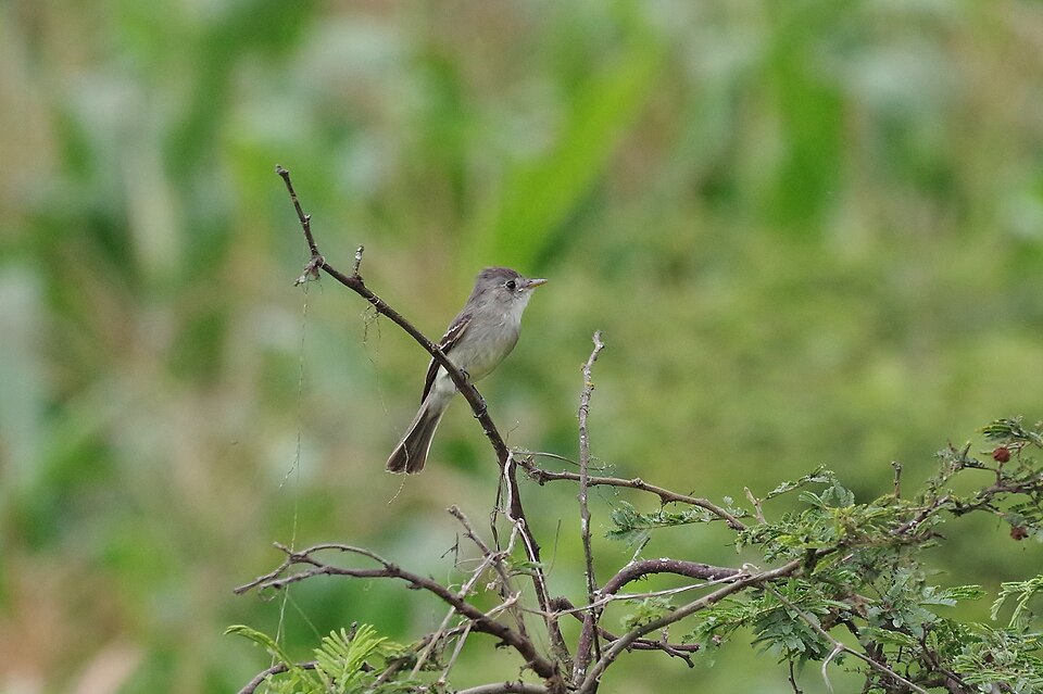Tumbes Pewee