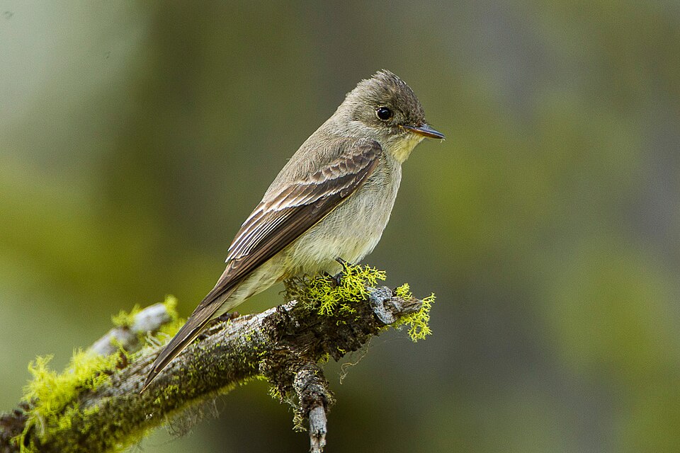 Western Wood Pewee