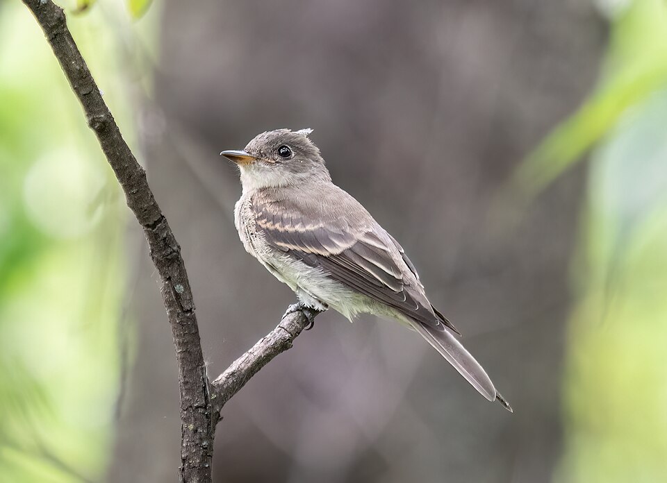 Eastern Wood Pewee