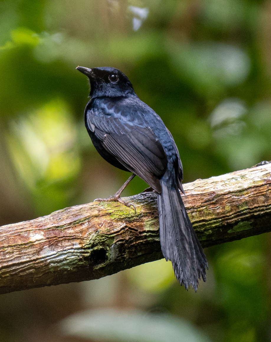 Black Shama